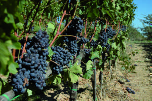 vino orcia doc sangiovese news toscana