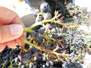 uva-mangiata-da-cinghiale-orcia ungulati