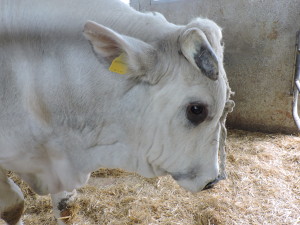 toro-chianina-azienda-trequanda
