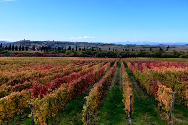 Foliage Fabbrica Pienza 3