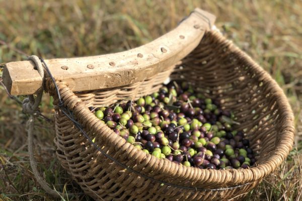 Olio Campotondo 3