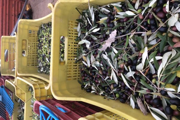 Olio Donatella Cinelli Colombini 2