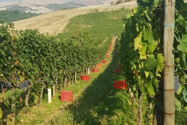 Vendemmia Bagnaia 1