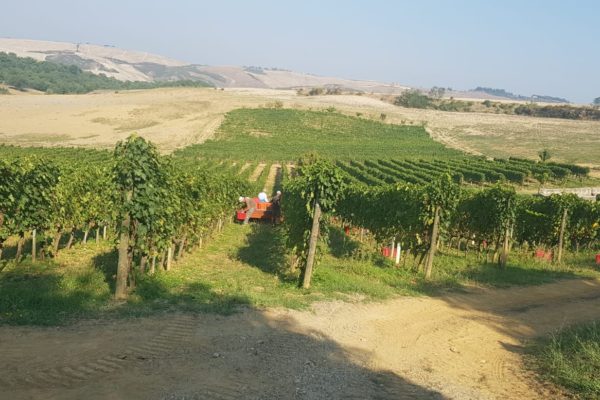 Vendemmia Bagnaia 3