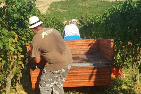 Vendemmia Bagnaia 4
