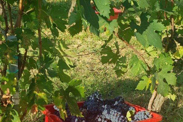 Vendemmia Bagnaia 5