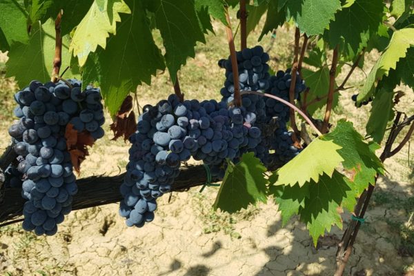 Vendemmia Bagnaia 7