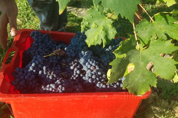 Vendemmia Bagnaia 8