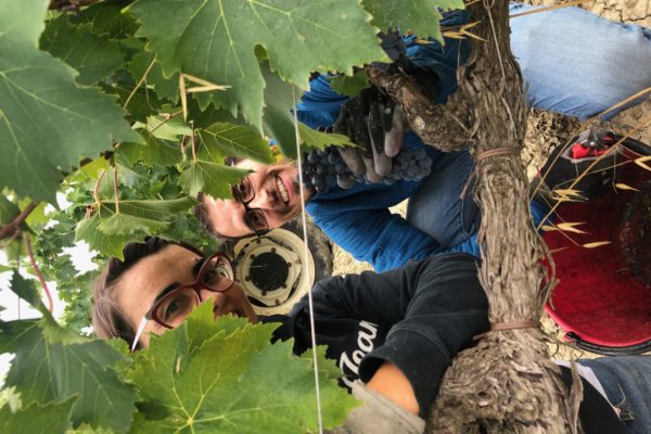 Vendemmia Cinelli Colombini 2
