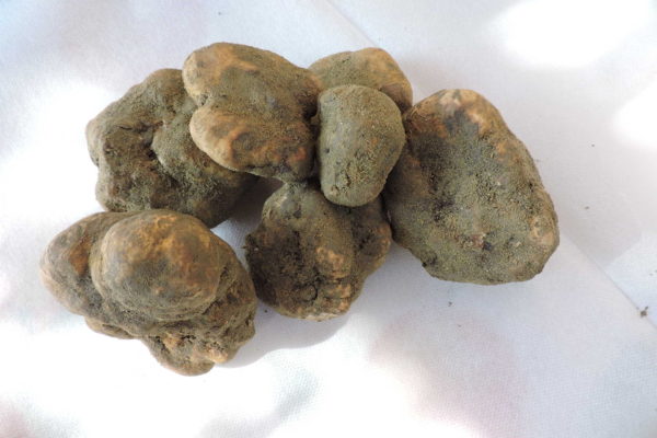 white truffles crete senesi tagliatelle