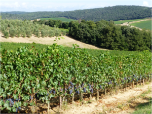 harvest Orcia wine tuscany
